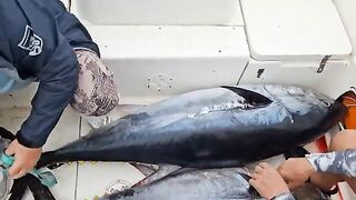 Итуруп и тихоокеанский bluefin - рыбалка в Тихом океане с лодки