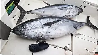 Итуруп и тихоокеанский bluefin - рыбалка в Тихом океане с лодки