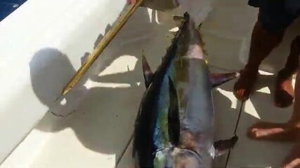 Тунец у Panama Big Game Fishing Club - рыбалка в Панаме
