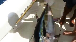 Тунец у Panama Big Game Fishing Club - рыбалка в Панаме