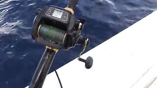 Offshore trip с Hungry Gator Outdoors - рыбалка в Флориде