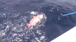 Offshore trip с Hungry Gator Outdoors - рыбалка в Флориде