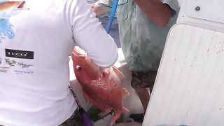 Offshore trip с Hungry Gator Outdoors - рыбалка в Флориде