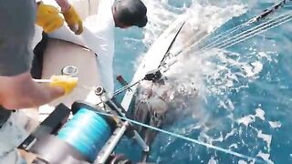 Monster bite на Азорах - рыбалка в Атлантическом океане за blue marlin