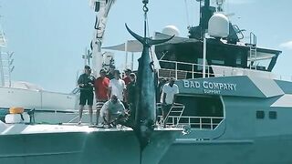 Monster bite на Азорах - рыбалка в Атлантическом океане за blue marlin