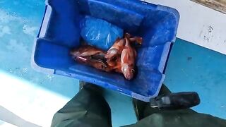 Первый выход Eastman's в 2026-м - рыбалка в США