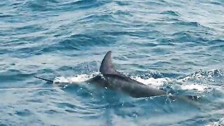 Шторм и blue marlin mayhem на Азорах - рыбалка в Атлантическом океане