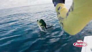 Плавучее дерево и mahi под 50 фунтов - рыбалка в Панаме