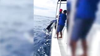 Силуэт, первый троллинг и редкий парусник - рыбалка на Сейшелах