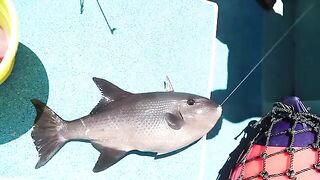 LegaSea: offshore на mahi, tuna и wahoo - рыбалка на Окинаве