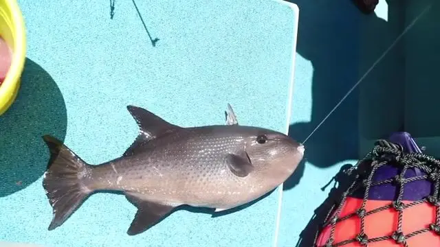 LegaSea: offshore на mahi, tuna и wahoo - рыбалка на Окинаве