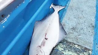 Гигантский палтус, треска и окунь у Курил - рыбалка в Тихом океане