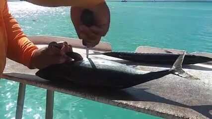 Тунец, барракуда и свежий улов к ужину - морская рыбалка на Арубе