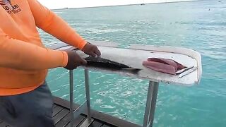 Тунец, барракуда и свежий улов к ужину - морская рыбалка на Арубе