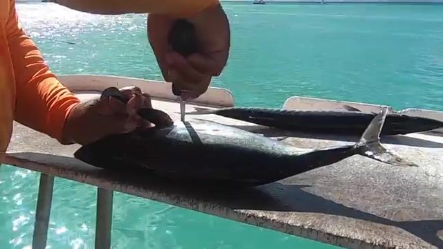 Тунец, барракуда и свежий улов к ужину - морская рыбалка на Арубе