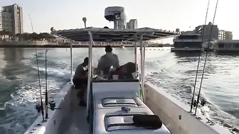 Крупный групер после живца из тревалли на рыбалке в Абу-Даби