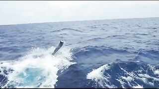 Тим Дин на Calypso и морская рыбалка в Австралии за марлином