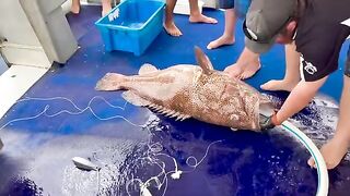 На лодке в Корал-Бэй: рабочая рыбалка без пауз