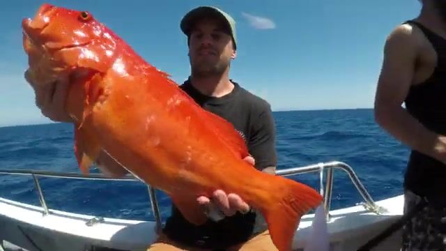 Кэрнс и Большой Барьерный риф: выход на морскую рыбалку с лодки