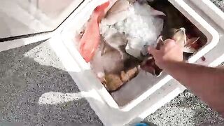 Красный группер и снэппер в офшоре: 12-часовой чартер в Дестине