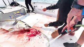 Попперная рыбалка на COW YFT с AB Charters у Халанията