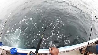 Оффшорный выход на красном окуне с Williams Party Boat