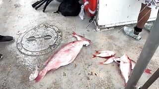 Оффшорный выход на красном окуне с Williams Party Boat