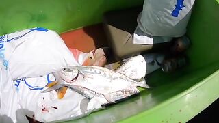 Макрель и квинфиш на мелких рифах Дарвина