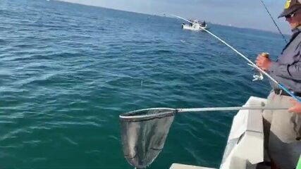 Горбыль на 2,5 кг у борта в Торревьехе