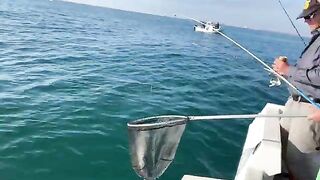 Горбыль на 2,5 кг у борта в Торревьехе