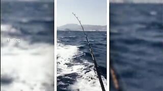 Живец под амберджека у Бодрума