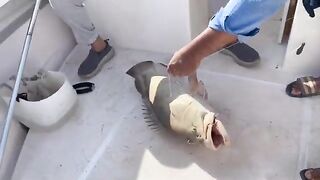 Скоростной катер и рыба на палубе у Месаиида