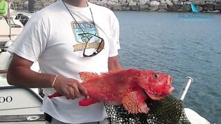 Морская рыбалка у Кашкайша с моторной лодки