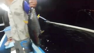 Желтоперый тунец у Ловины с джукунга
