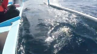 Рыбалка с лодки Sakana Bali у Санура