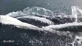 Рыбалка у Аль-Хиры в Шардже с лодки