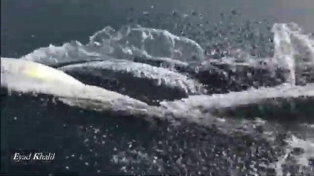 Рыбалка у Аль-Хиры в Шардже с лодки