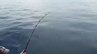 Марлин у Ко Тао на морской рыбалке с лодки