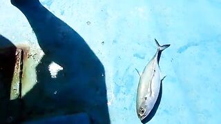 Лодочная рыбалка у Пхи-Пхи с рыбой на палубе