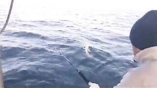 Рыба у борта на лодке в Аджмане