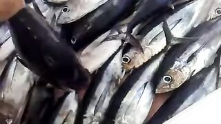 Тунец на палубе лодки Aric в Израиле