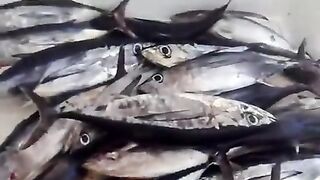 Тунец на палубе лодки Aric в Израиле