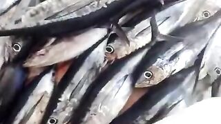 Тунец на палубе лодки Aric в Израиле