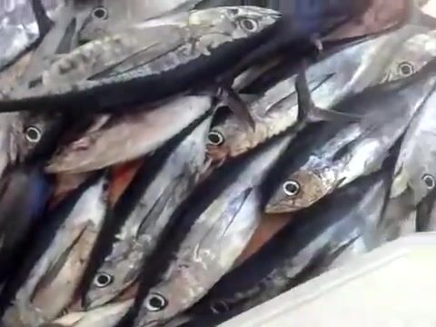 Тунец на палубе лодки Aric в Израиле