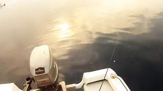 Подсак у борта в заливе Лимасола