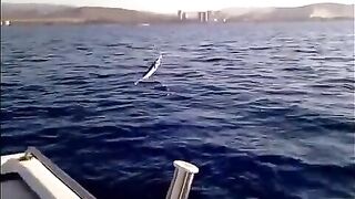 Рыба над водой у лодки в Лимасоле