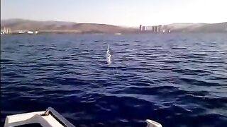 Рыба над водой у лодки в Лимасоле