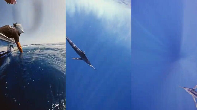 Марлин у борта у Marabout Fishing
