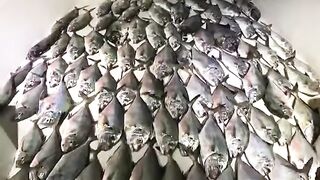 Ночной улов на белой палубе у Аль-Мамзара