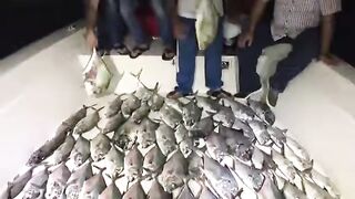 Ночной улов на белой палубе у Аль-Мамзара